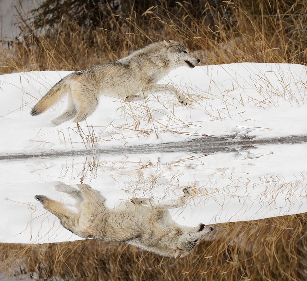 Tundra wolf running-Canis lupus albus-in winter-controlled situation-Montana